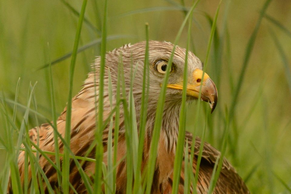 EventosGredos's tweet photo. 12 consejos muy útiles para la observación de #aves #birdwatching #Gredos https://t.co/yOBTQk8HWy https://t.co/Uc5U3XHmOX Vía @thebirdshotel