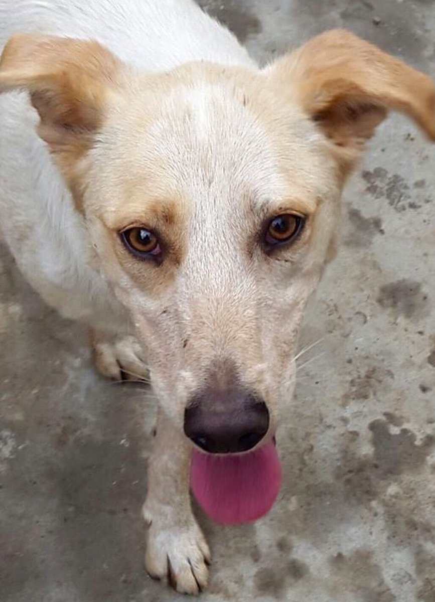 🆘 ADOZIONE DEL CUORE NANÀ, 2 ANNI CHE HA VISSUTO IN UN CANILE LAGER🆘
3772268670
plus.google.com/10694562741294…