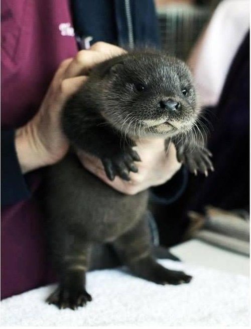 jamesjgordon2's tweet photo. The precious baby otter https://t.co/NthNscFRCd