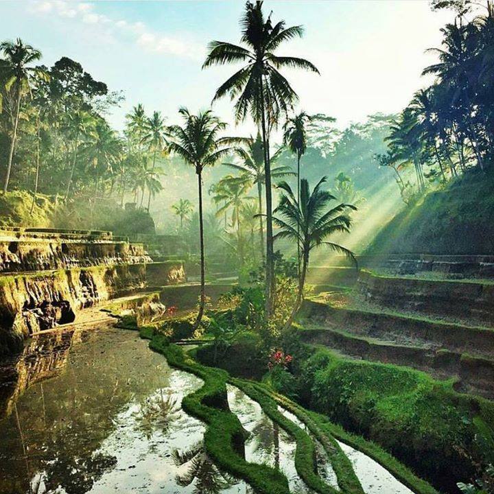 BIL_Travel's tweet photo. Join Natalie Saari in April of 2017 for a Bhakti in BALI Yoga Retreat!
https://t.co/2NQ7JbNqp6
#Bhakti #Bali #yoga https://t.co/EQsN8TtvPa