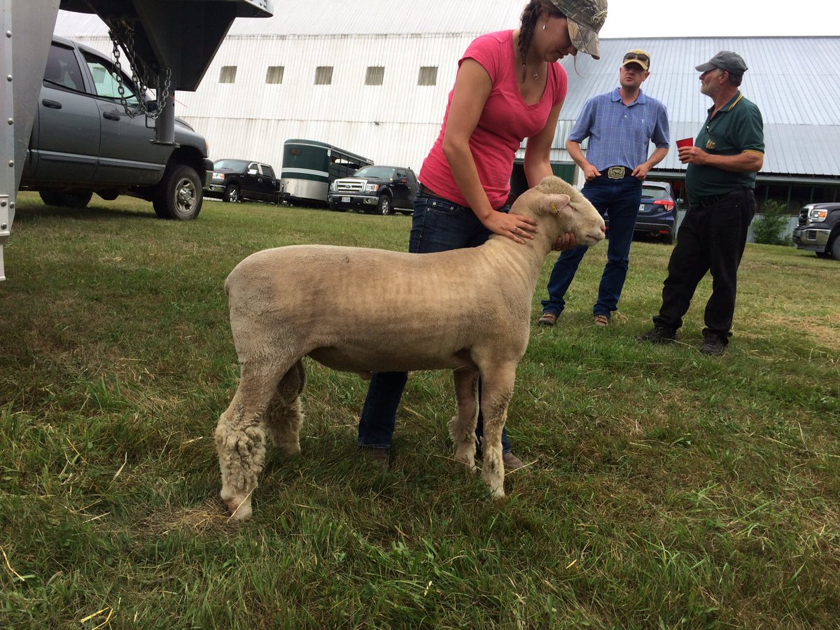 We're excited to bring new genetics to our flock. This meaty, correct ram will have some work to do back in Ontario!