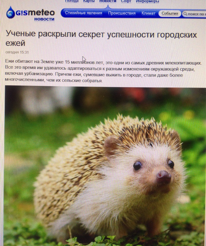 Stroeva_Natta's tweet photo. Даже ежи успешны😂 https://t.co/p7uaE57De8