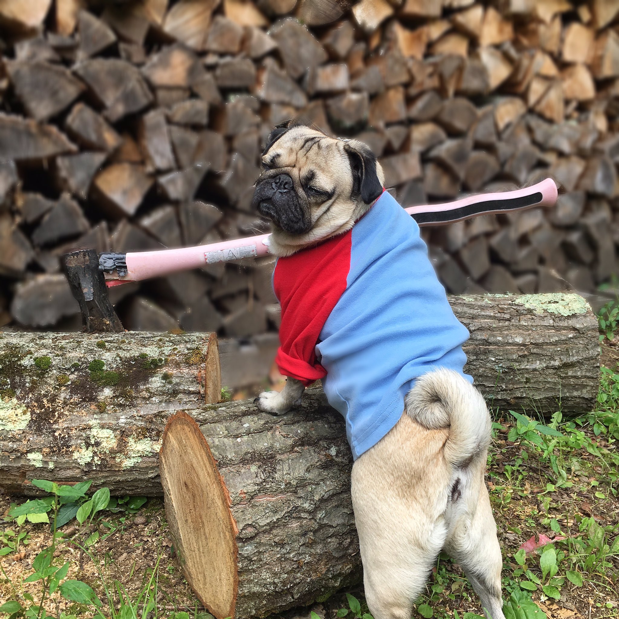 Doug The Pug on Twitter "It's going down, I'm yelling timber…