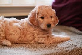 ATTN: Healthy active Goldendoodle puppies for sale in Birmingham! Already checked by vet, hypoallergenic, #249-5164