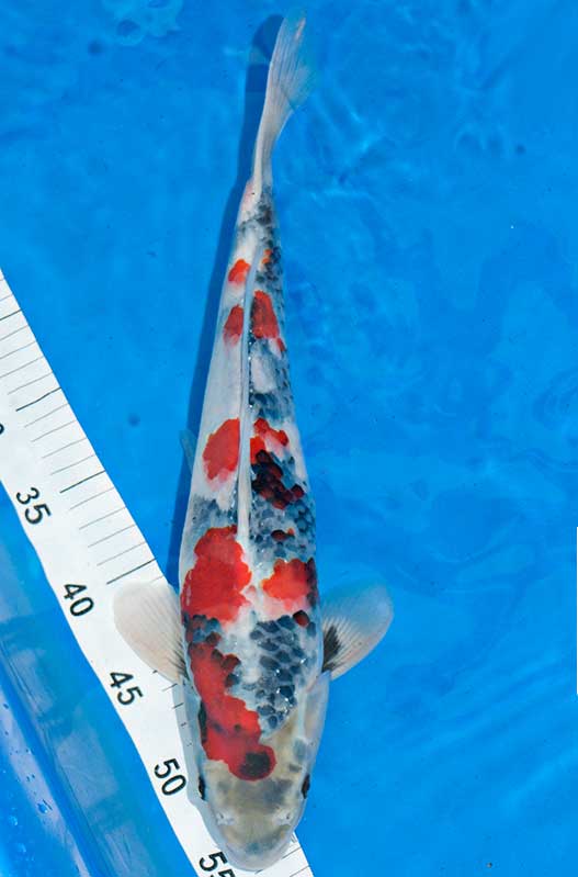 Super Jumbo Tosai Showa 1 Jahr 46cm - koi-kontor.de/koiblog/super-…