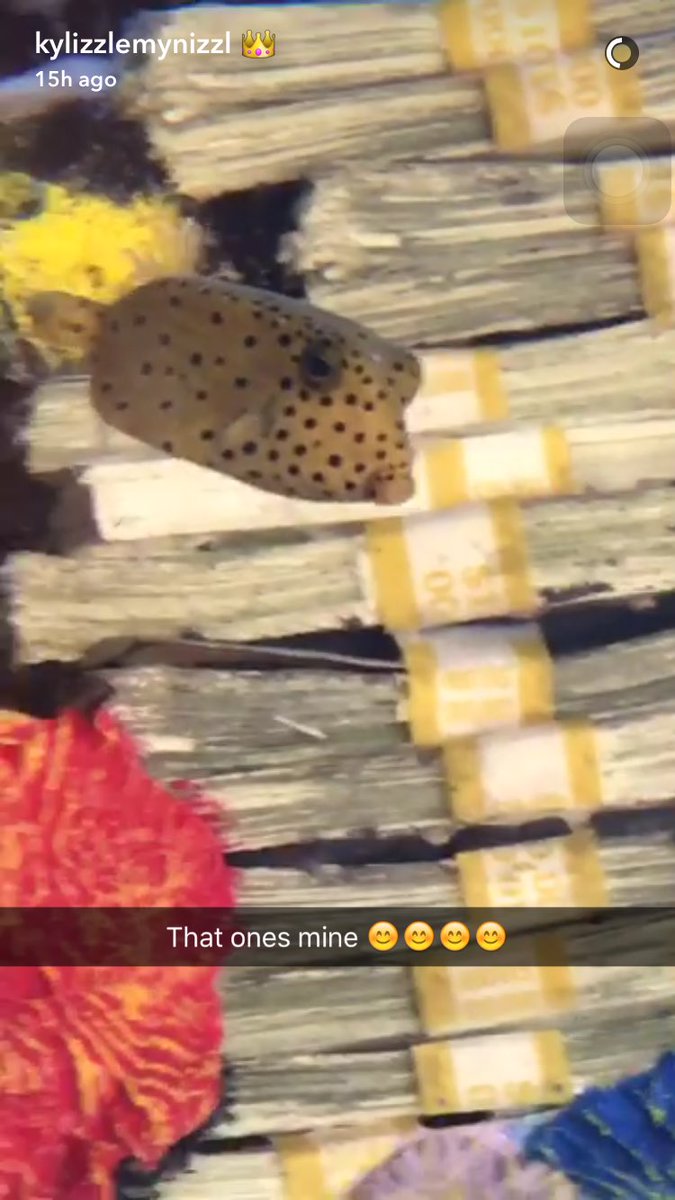 lindsayleo's tweet photo. Why is @KylieJenner fish richer than me? 😅 https://t.co/gVkEGWHla7