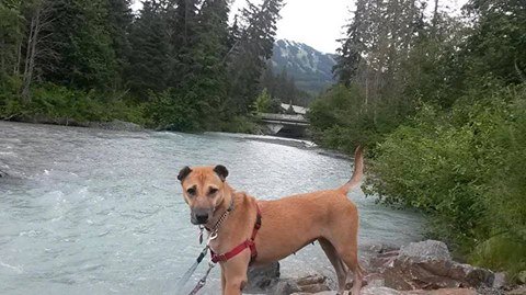 darcynews's tweet photo. These 10 pups saved from the dog meat trade are getting a 2nd chance in Canada https://t.co/wJQ20s8OHy https://t.co/zpPdMlvRWc