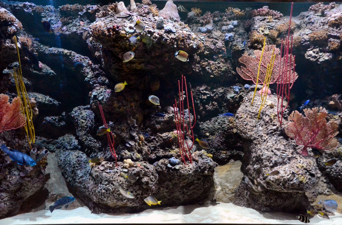 NCAquariumatPKS's tweet photo. Add a splash of color to your summer vacation! Stop by today. https://t.co/uLSZE3UBJN