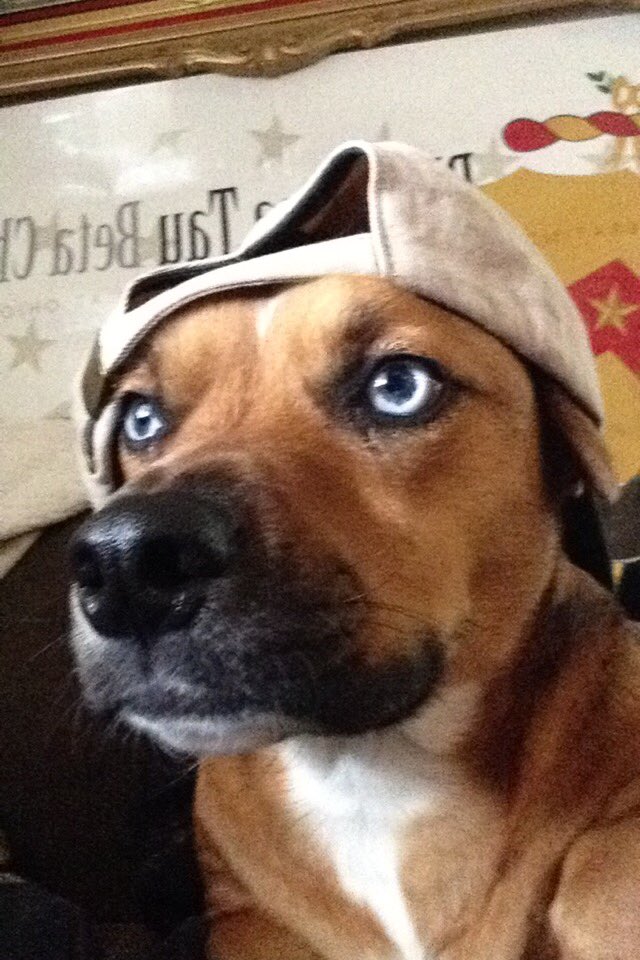 Dyl_Pickle18's tweet photo. Time to put chiefy boi on the political track. Watch out mayor of West Chester https://t.co/Rp5pp7iRAr