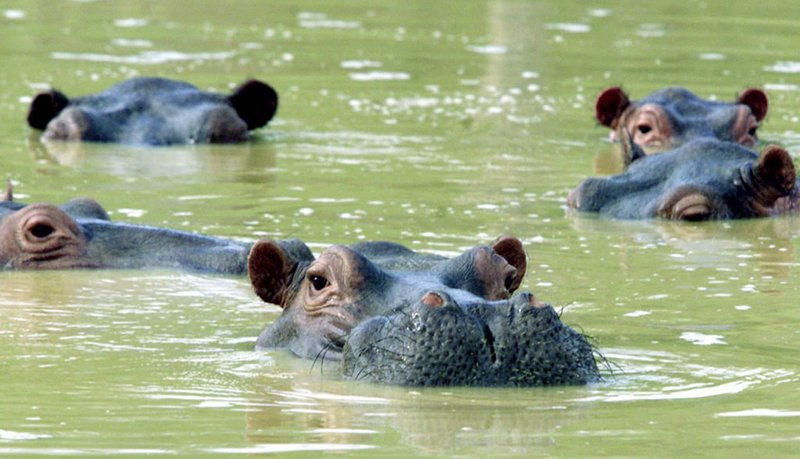 motherboard's tweet photo. Pablo Escobar's pet hippos keep having sex, and it's causing problems https://t.co/MLveoET8a2 https://t.co/R1OgCDmmqD