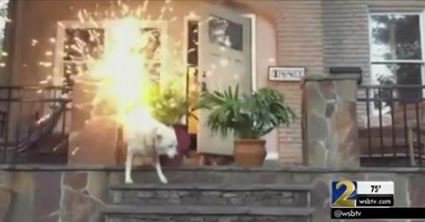 This guy will face charges for what he did to his dog on the fourth of July. orv.is/29w1hdv