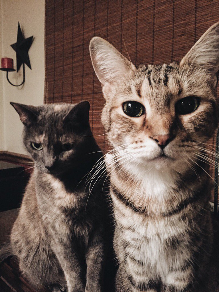 NatureCityCo's tweet image. "I'm his mother." 🐱✖️🐱 #noshesnot #doublehead #catsofinstagram #kittensinspiredbykittens