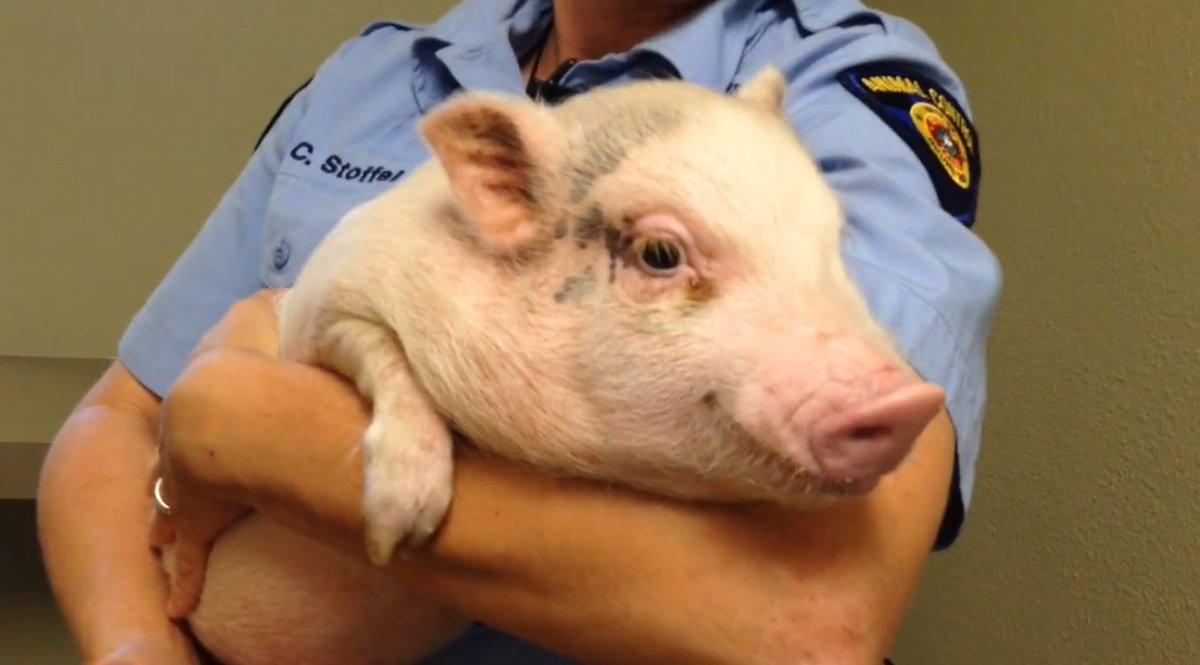 PetFriendlyATX's tweet photo. Are you missing a pet pig? He might be in Round Rock https://t.co/2qNsaaLPAI https://t.co/4tAoUIVnui