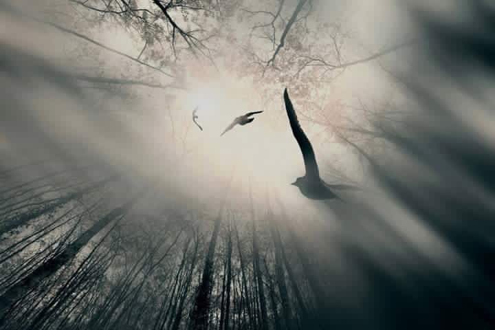 Свободен как ветер. Одинокие птицы. Птица души. Полет души. Птицы в небе.