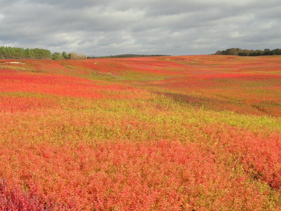 DownEastAcadia's tweet photo. A6: See the blueberry barrens in autumn...absolutely stunning! #2NVChat https://t.co/vE9B6q7GQ0