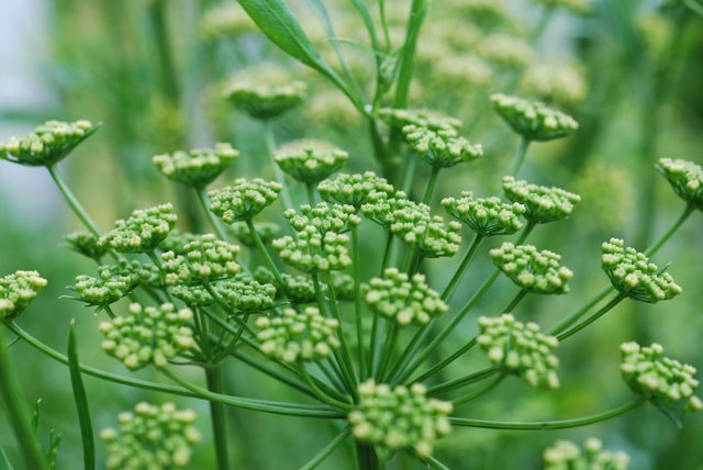 10MinGardener's tweet photo. Love the complexity of these parsley flower heads will let then self seed #QuickGermination https://t.co/ojr06oby7x