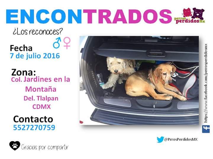 rumabo1's tweet image. @TlalpanVecinos @TlalpanInfo @TlalpanHistoria @vecinos_tlalpan @MascotaCoyoacan @PrrosPerdidosMX @lostanimalsdf