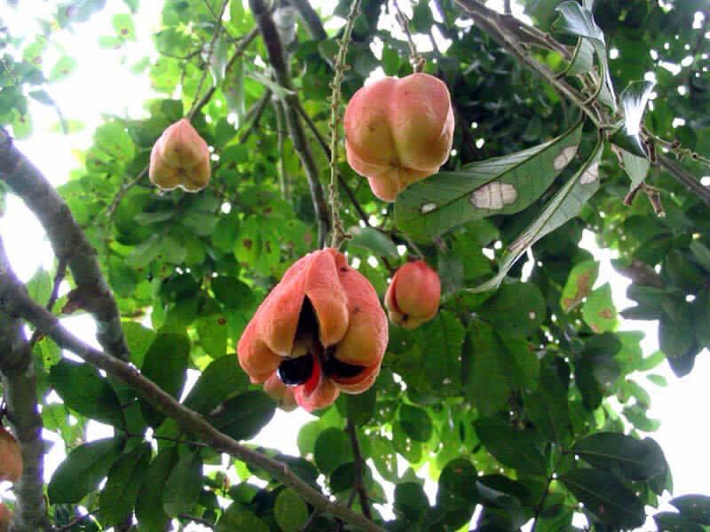VisionJA's tweet photo. #Jamaica #NationalFruit Although the ackee is not indigenous to #Jamaica, it has remarkable historic associations. https://t.co/qmT8yzK7BK