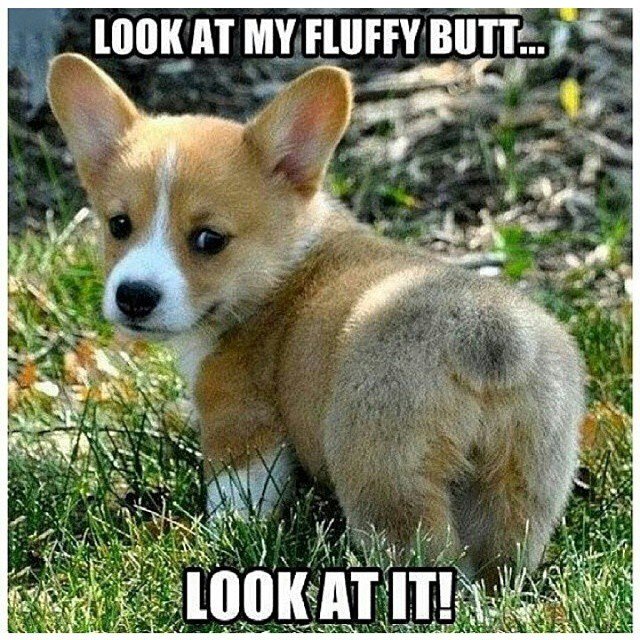 Dog Lover tweet media