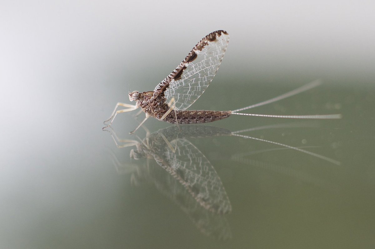 dhitchcox's tweet image. Any insect lvr or fishermen can help me ID #mayfly photod in Falmouth, #Maine on 13 Jun 2016? #bugidentifier