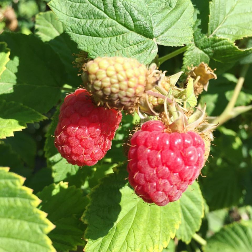 WhittamoresFarm's tweet image. FIRST OF THE SEASON! #RaspberryPicking is now underway! See you on the Farm. #WhittamoresFarm #Ontario #GrowLocal