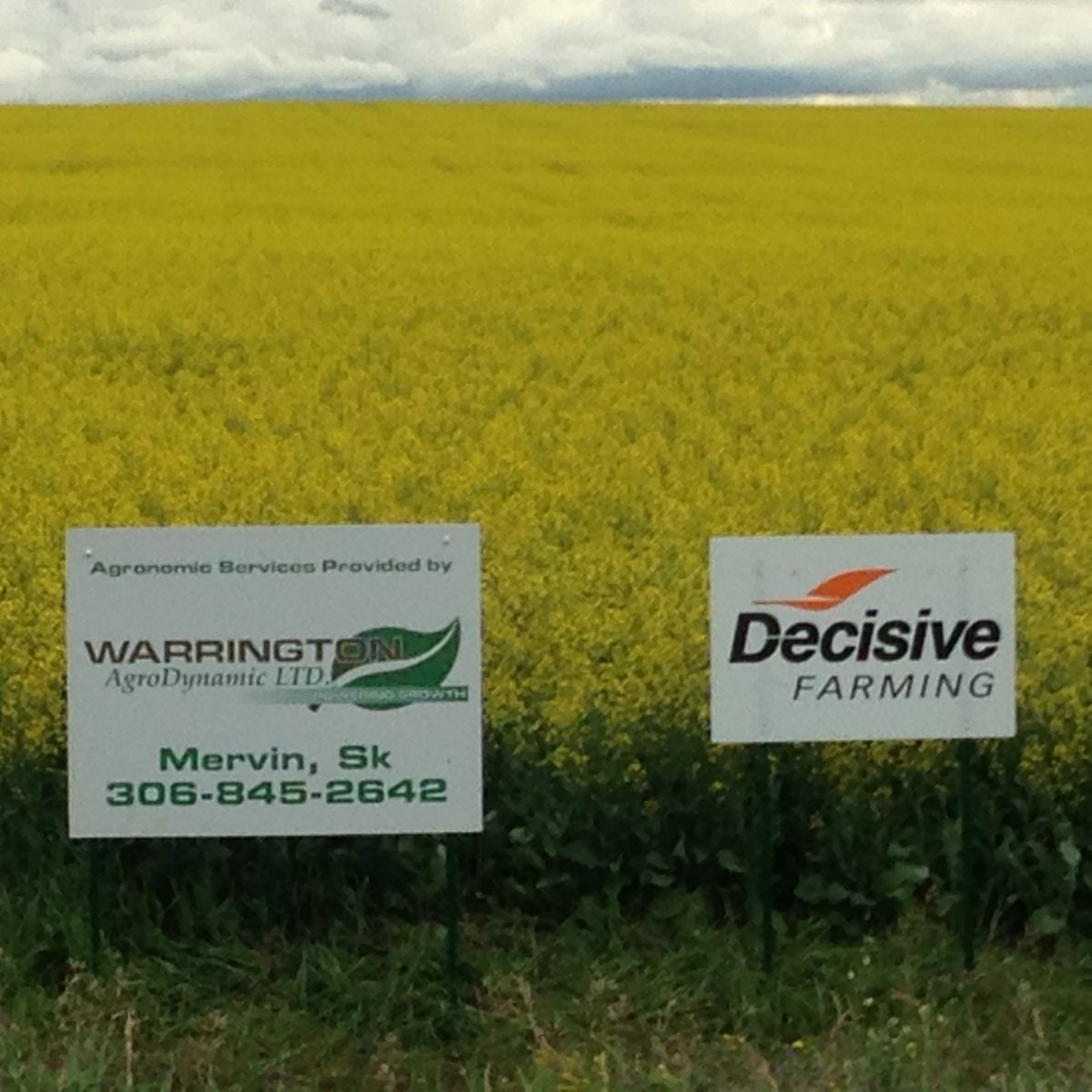 DecisiveFarming's tweet photo. Canola near Mervin SK looking good with Optimize RX #Vrfertility @WarringtonAgro #agronomy https://t.co/xcSvnLodue https://t.co/R3t532BdeX