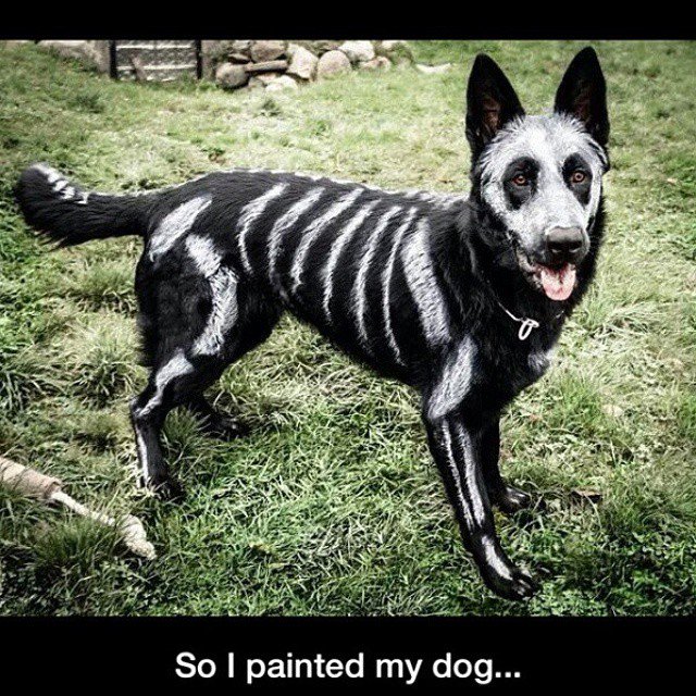 Dog Lover tweet media