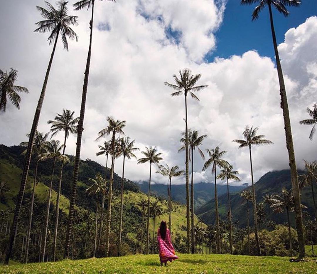 YouBackpacking1's tweet photo. Magical wax palms in #Colombia! Featured today on Instagram  https://t.co/mhtIhsJcnK  #youbackpacking #travelpics https://t.co/TlhrRdQqD4