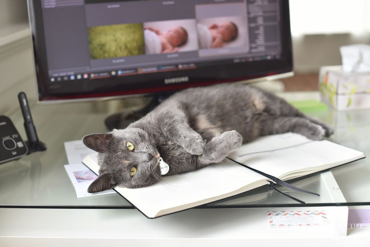 karenbyker's tweet photo. Piper says no more work today.  :)

#rolphoto #photographerproblems #crazycatlady #pipercat https://t.co/RKJdqMNhn0