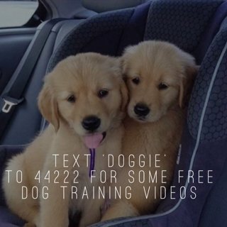 Dog Lover tweet media