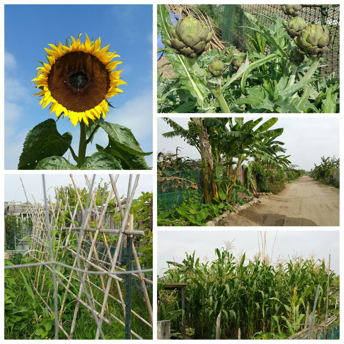 johamilton1964's tweet photo. Checked out this amazing #communitygarden and chatted with some of the gardeners. #cvhsummerlearning @sandiegoparks https://t.co/hu6F17Ut4H
