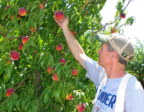 OK Agritourism (@okagritourism) on Twitter photo Share pics of your adventures on the Jelly Trails! Use hashtag #OKJellyMaking or email us at thevineok@gmail.com. Share pics of your adventures on the Jelly Trails! Use hashtag #OKJellyMaking or email us at thevineok@gmail.com.