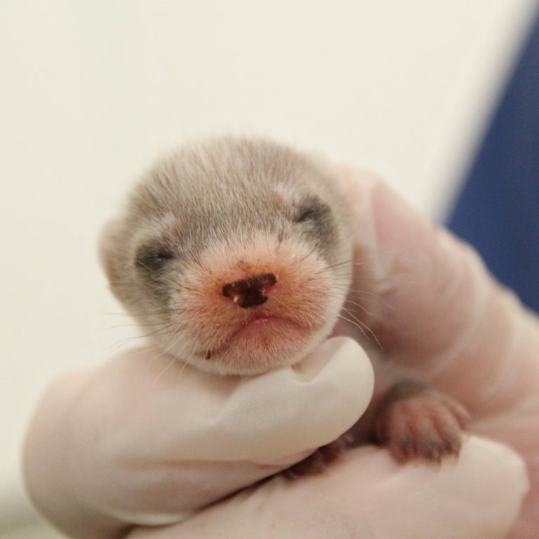 phoenixzoo's tweet photo. Black-footed ferret kits! 

2016 is 20th year of black-footed ferret releases in AZ.

LIVE https://t.co/2URw5CKvBu https://t.co/D2TarMvJNz