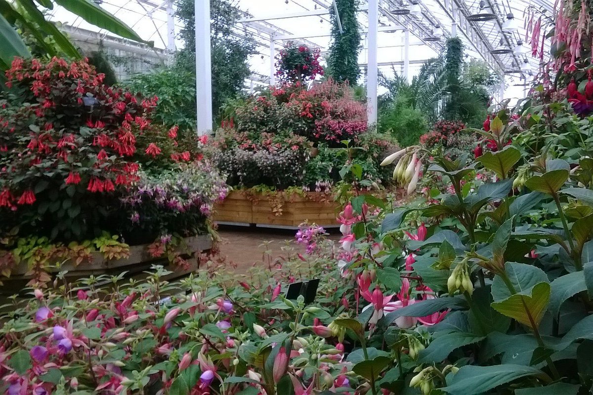 ウィズリー ガーデン Twitter Search