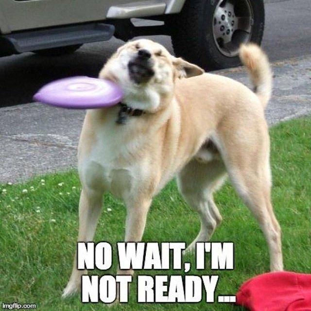 Dog Lover tweet media