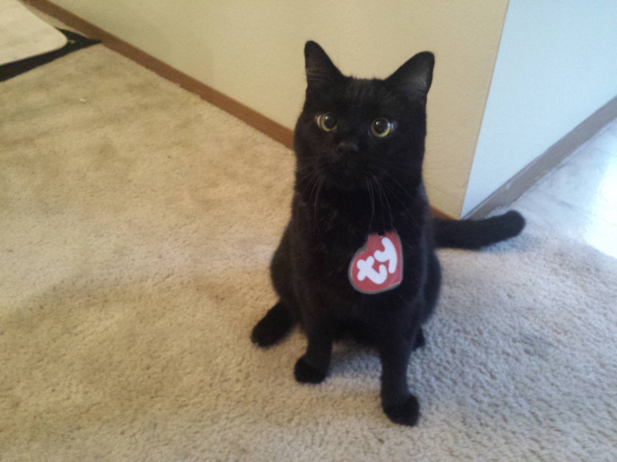 BabyAnimalsPicz's tweet photo. Just trying out his new costume https://t.co/TABfsid9Qe