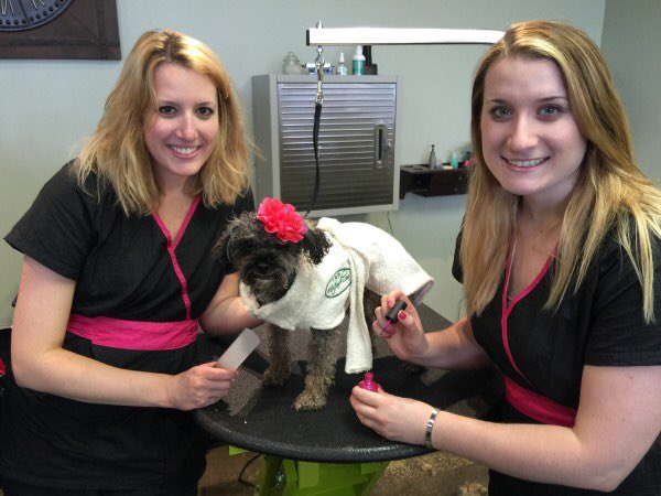 Holistic pet spa gives pets a chance to be pampered like humans lancastersun.com/holistic-pet-s…