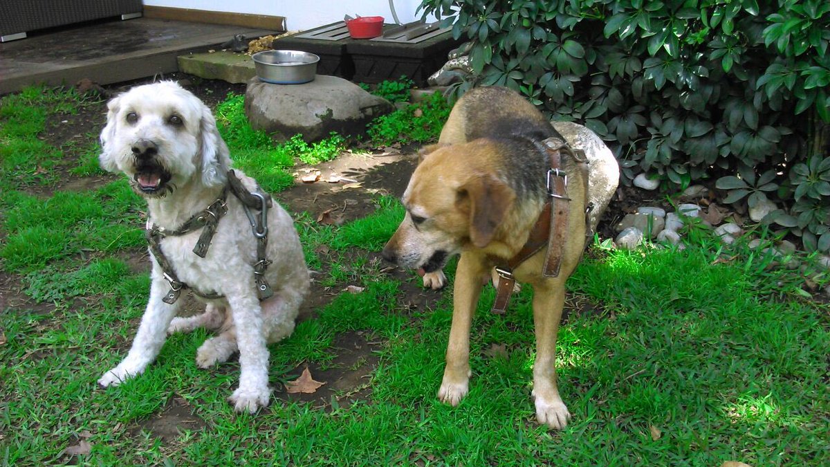 barbiegi's tweet image. Encontrados en Zacatépetl y Bosque de Tlalpan hoy. Con pechera sin id. Ayuda con difusión plis! @elwesomx