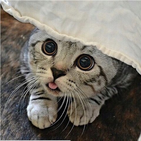 Cute Kittens tweet media