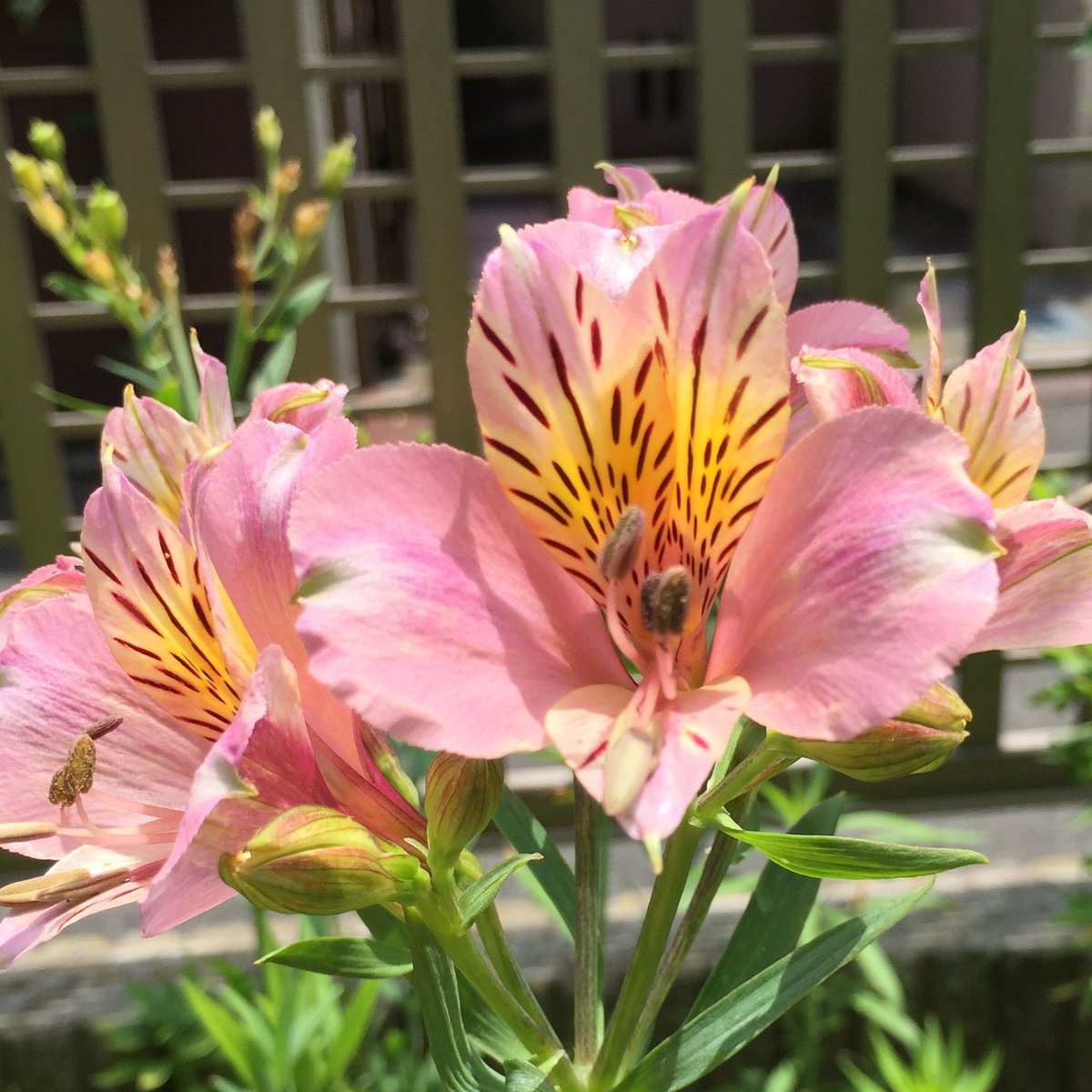 twotopu0811's tweet photo. #SMAP #私の_世界に一つだけの花  #草彅剛42回目誕生祭_0709  
#fujitv #FNSうたの夏まつり 
今夜第3弾の出演者発表。23時から……どっち取るかつったら #ワッツ ですね。決定！ https://t.co/MsGmrRFzMc