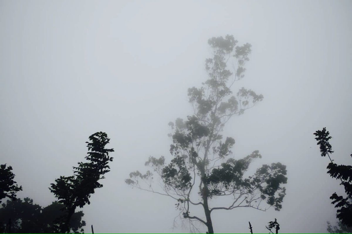 PHOTOGRAPHS2016's tweet image. Foggggg