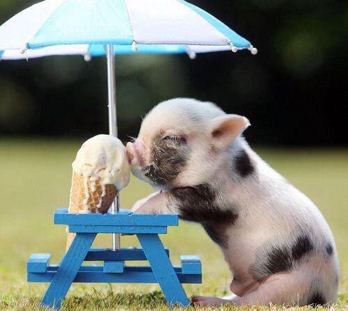 Micro pig + ice cream