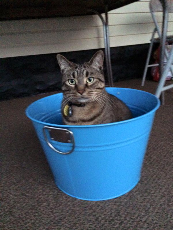 FullCatHouse's tweet image. Jaxson in a bucket!!