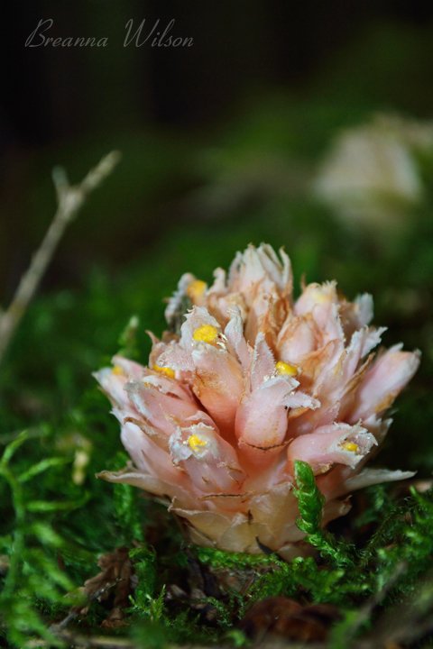 BWArtPhotog's tweet photo. Gnome Plant #Magicinthewoods #HemitomesCongestum #flora #flowers #forest #nature #Squamish #Photography https://t.co/IYetzfjLDF