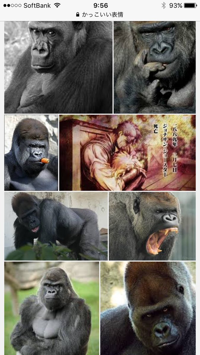 橋本 イクミ かっこいい表情 でググるとゴリラの画像ばっか出てくるけどなんでやねん笑 橋本 イクミ かっこいい表情 でググるとゴリラの画像ばっか出てくるけどなんでやねん笑