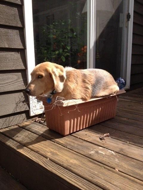 the dog I planted is growing in nicely