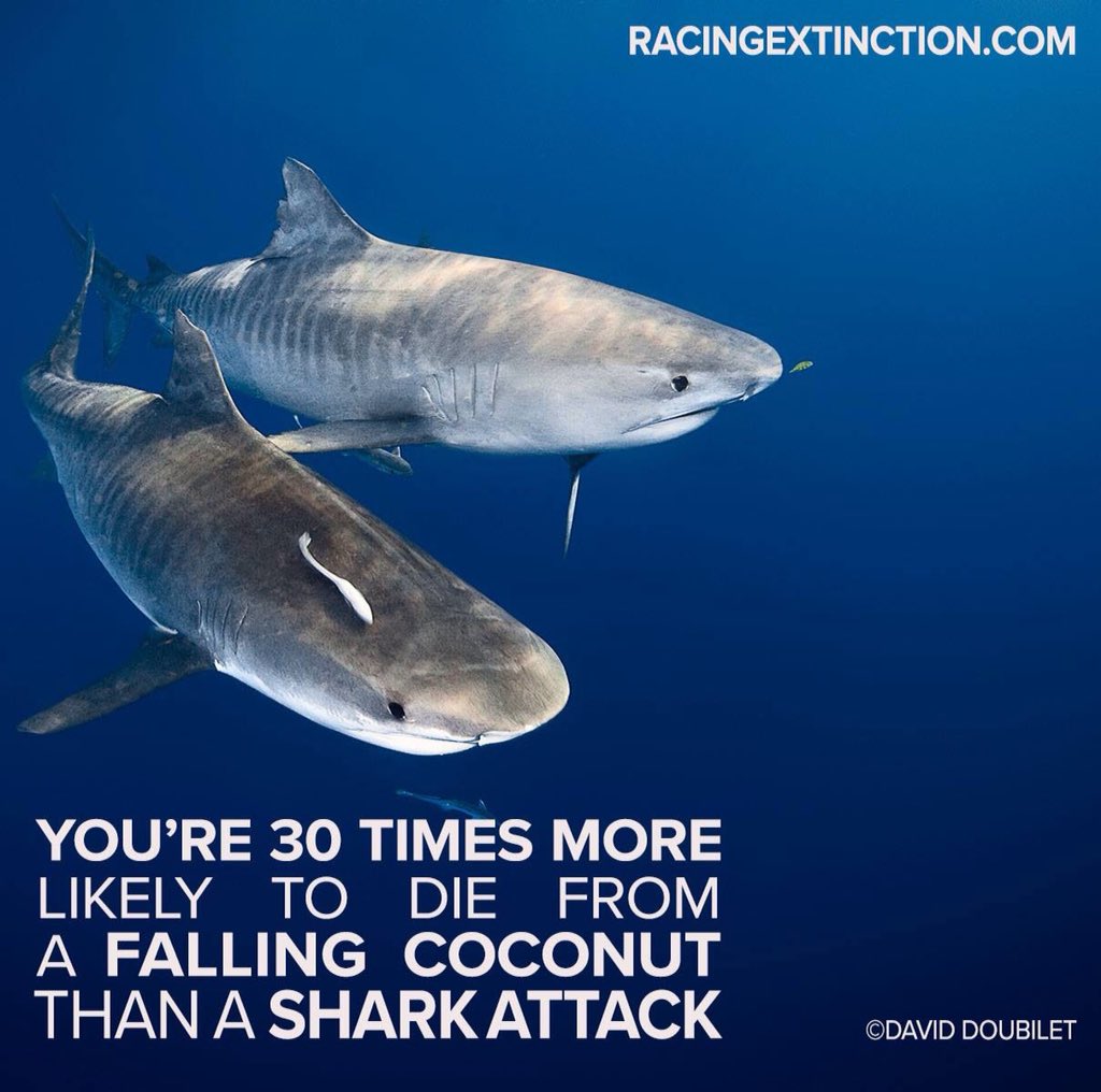 LAURIEB72's tweet image. Yeah sharks, boo killer coconuts!!! #SharkWeek #EveryWeekIsSharkWeek #RacingExtinction