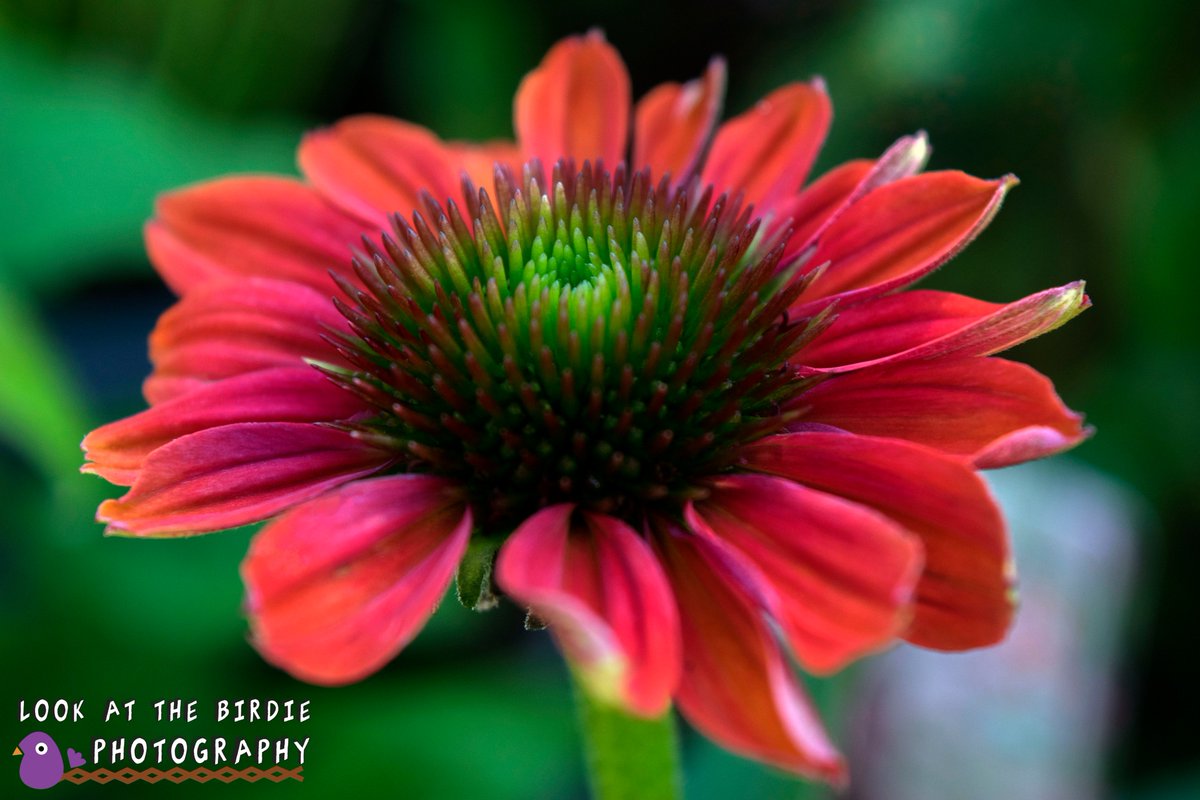 BirdiPhotograpy's tweet photo. #flowers #flowerpower #prettyflowers #photography #nature https://t.co/RdKtIScHGs