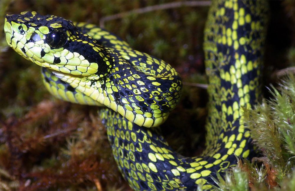 VenomInterviews's tweet photo. New #snake found in Costa Rica. Meet the Talamancan palm #pitviper.

https://t.co/XDfRAnNJLI

#venomous #viper https://t.co/y02r7Fu5c3