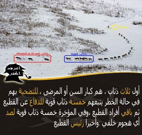 ali (@aliomar1383) on Twitter photo 